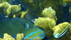 “A close-up of the Queen”. Taken in the Berry Islands by Steve Dolan 